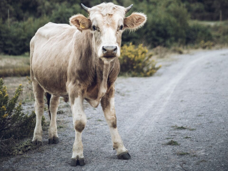 Animales sueltos en carretera